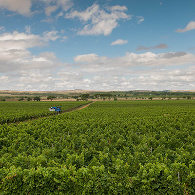 Seitenbild - Page Was ist Prosecco, Prosecco DOC Gebiet Flachland 400x400