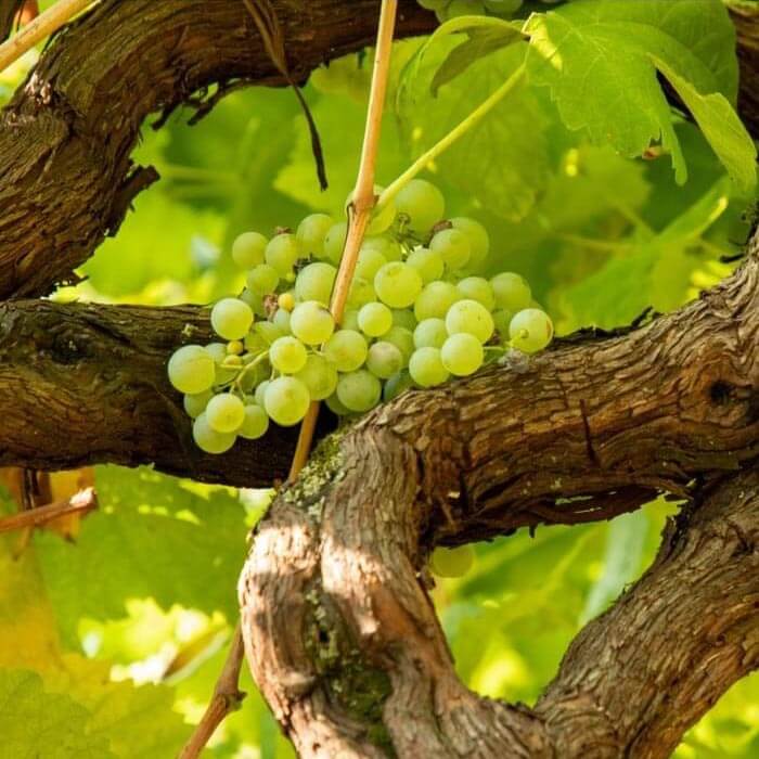 Seitenbild - Page Was ist Prosecco, Rebsorte Glera 400x400